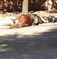 Charlotte morreu após ser atropelada durante o serviço  Foto:  Houston Police Department