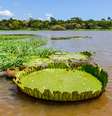 Hurtigruten fará roteiro com passagem pelo Amazonas  Foto: kovgabor/Shutterstock