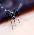 A Ecovec desenvolveu sistema capaz de monitorar o Aedes aegypti , ajudando na prevenção de doenças  Foto: mrfiza/Shutterstock
