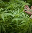 Cannabis Sativa  Foto: Getty Images 