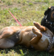 Para chegar às conclusões, cientistas gravaram cachorros brincando em um parque de Palermo, na Itália  Foto: Gilda Cordoni/Universidade de Pisa / BBC News Brasil