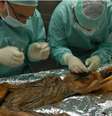 Cadáver congelado de Ötzi permitiu aos cientistas voltar no tempo em um nível de detalhado e inédito   Foto: EURACMarion Lafogler