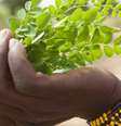 A moringa tem propriedades nutritivas, mas médicos advertem que não deve ser usada indiscriminadamente  Foto:  BBC / BBC News Brasil