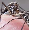Aedes transmite zika, chikungunya, dengue e febre amarela.  Foto: Rafael Neddermeyer/Fotos Públicas / Vivo Mais Saudável