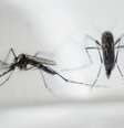 Aedes aegypti, que transmite a zika  Foto: Divulgação/BBC Brasil / BBCBrasil.com