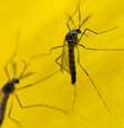 O mosquito OX513A, desenvolvido pela empresa britânica Oxitec, será liberado em larga escala em Piracicaba   Foto: Oxitec/BBC Brasil/Divulgação