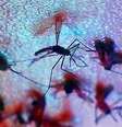Aedes aegypti é vetor para diversas doenças.  Foto: Fernanda Carvalho/Fotos Públicas / Vivo Mais Saudável