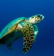A tartaruga-de-pente (Eretmochelys imbricata) se encontra criticamente ameaçada de extinção segundo a IUCN  Foto: Eco Desenvolvimento