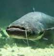Segundo biólogos, o peixe não representa risco aos banhistas.  Foto: iStock/Getty Images / Vivo Mais Saudável
