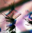 Vírus zika é transmitido pelo mosquito Aedes aegypti.  Foto: Fernanda Carvalho/Fotos Públicas / Vivo Mais Saudável