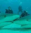 Foto: www.sharkacademy.it