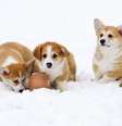 Filhotes de Corgi  Foto: iStock