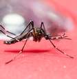 Aedes aegypti é o mosquito transmissor do zika vírus.  Foto: iStock/Getty Images / Vivo Mais Saudável