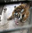 Tigre do zoo Jan Yunis, em Gaza, está a beira da inanição. Muitos dos animais do zoológico morreram, outros foram feridos e alguns escaparam depois do último ataque israelense a Gaza, em 2014.  Foto: EFE