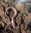 O proteus nada como uma enguia e pode passar dez anos sem comida  Foto: Dragan Arrigler / BBC News Brasil