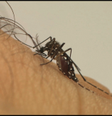 O mosquito Aedes aegypti é o transmissor das três viroses   Foto: Agência Brasil