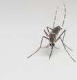 Aedes aegypti transmite dengue, chikungunya e zika.  Foto: iStock/Getty Images / Vivo Mais Saudável