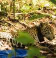 Onça é monitorada em reserva do Amazonas  Foto: Agência Brasil