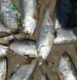 Pesquisa indica que pescados tiveram alta de 7,66%  Foto: Agência Brasil