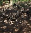 Pelo dos cães selvagens do Zimbábue faz uma camuflagem natural na luz solar.  Foto:  John Moore / Getty Images