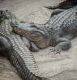 Os cientistas sedaram os animais e colheram o esperma de vários crocodilos de estuário australianos e os incubaram em condições similares aos de um sistema reprodutor feminino  Foto: iStock