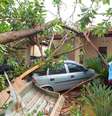 Árvore seringueira, de aproximadamente 40 metros, cai sobre uma casa durante chuva, na Rua Abraão Isaac Halack, na Zona Sul de Ribeirão Preto (SP), nesta segunda-feira (16). A família ficou presa no local.   Foto: Futura Press