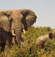 Produtores do Quênia usam fezes de elefante para fazer papel  Foto: BBC / BBC News Brasil