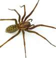 Muitas aranhas conseguem se locomover embaixo d'água  Foto: iStock