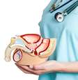 Médicos dizem que pacientes apenas querem ter um pênis de tamanho médio  Foto: iStock