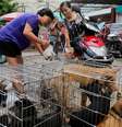 Cachorros são colocados à venda nas ruas da cidade para virarem comida no festival  Foto: EFE