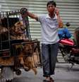 Homem espera por clientes ao lado de jaulas com cachorros para serem vendidos  Foto: EFE