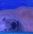 Pizza foi apelidado de “o urso polar mais triste do mundo”  Foto: Animals Asia/Youtube/Reprodução