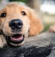 Cachorros diferenciam o que e como dizemos e podem combinar os dois fatores para conseguir uma interpretação correta do que essas palavras realmente significam.  Foto: iStock