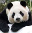 O panda gigante foi por anos um ícone mundial das espécies ameaçadas  Foto: Getty Images