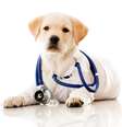 Se o cachorro tiver alguma doença, como a Giárdia, ela pode ser transmitida pela saliva sim  Foto: Andresr / Shutterstock