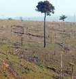 Meta do Brasil na agricultura é restaurar e reflorestar uma área de 12 milhões de hectares   Foto: Agência Brasil