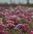 Primavera começou na quinta-feira e vai até o dia 21 de dezembro  Foto: Marcello Casal Jr./Agência Brasil