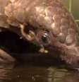 Todas as oito espécies de pangolim estão ameaçadas de extinção  Foto: Reprodução / BBC News Brasil