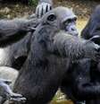 Os chimpanzés foram abandonados com poucas chances de se alimentarem sozinhos  Foto: Getty Images