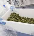 A Agência Nacional de Vigilância Sanitária (Anvisa) concedeu pela primeira vez o registro a um medicamento à base de cannabis sativa, a maconha, no País.   Foto: Divulgação