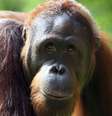 Nova base de dados sugere que 1.800 macacos foram apreendidos em dez anos  Foto: Getty Images