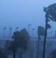 Palmeiras em Ormond Beach mostram a força dos ventos causados pelo furacão Matthew  Foto: Getty Images