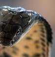 Cobra de monóculo (Naja kaouthia) é uma espécie muito venenosa  Foto: Getty Images