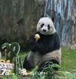 Jia Jia era o panda mais velho do mundo  Foto: EFE