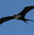 Cientistas acoplaram dispositivos em fragatas de Galápagos para monitorar seu sono durante o voo   Foto: Niels Rattenborg / BBC News Brasil