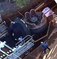 Bote tombou provocando a morte de quatro pessoas no parque temático australiano  Foto: EFE