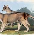 O tigre-da-tasmânia foi o maior marsupial carnívoro do mundo   Foto: John Gould / BBC News Brasil