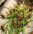 Os fundadores da Coalo Valley Farms acreditam que a criação de grilos e outros insetos possa ser o futuro do setor agrícola  Foto: BBC / BBC News Brasil