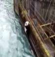 O animal foi resgatado por uma equipe de segurança em uma operação que demandou horas de trabalho.  Foto: BBC/Reprodução