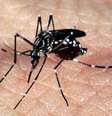 Mosquito Aedes aegypti, transmissor do vírus Zika   Foto: Agência Brasil